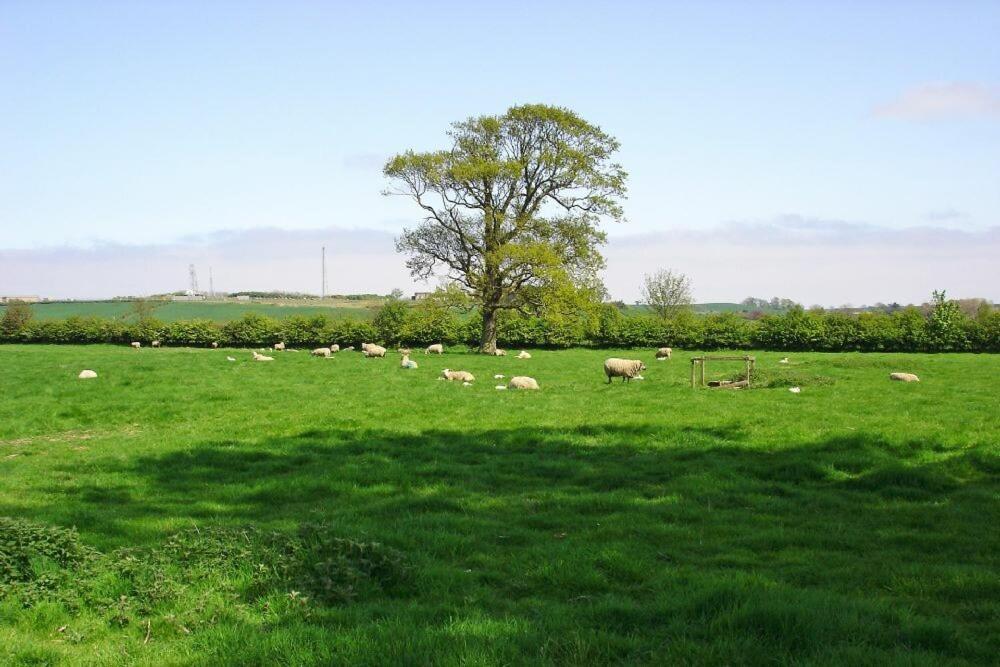 Plumtree Cottage Alnmouth Ngoại thất bức ảnh